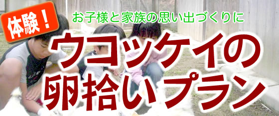 ウコッケイの卵拾いプラン